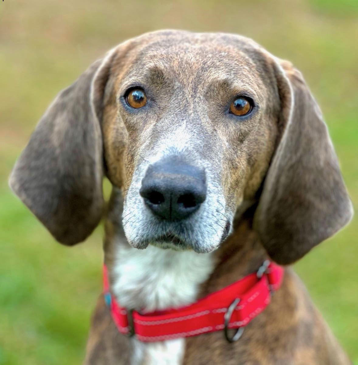 Mace, Adoptable, Adult Male Plott Hound.