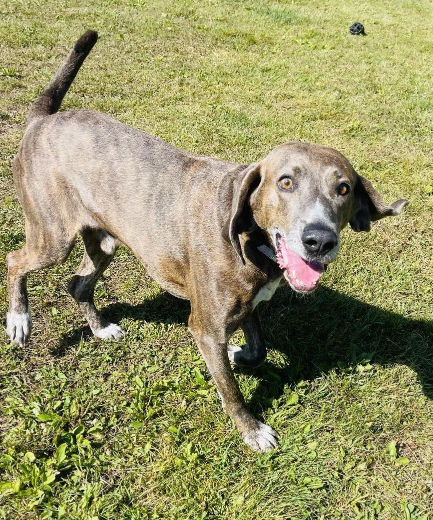 Enlarge Mace, a Adoptable Plott Hound in Arlington, VT image 2/3