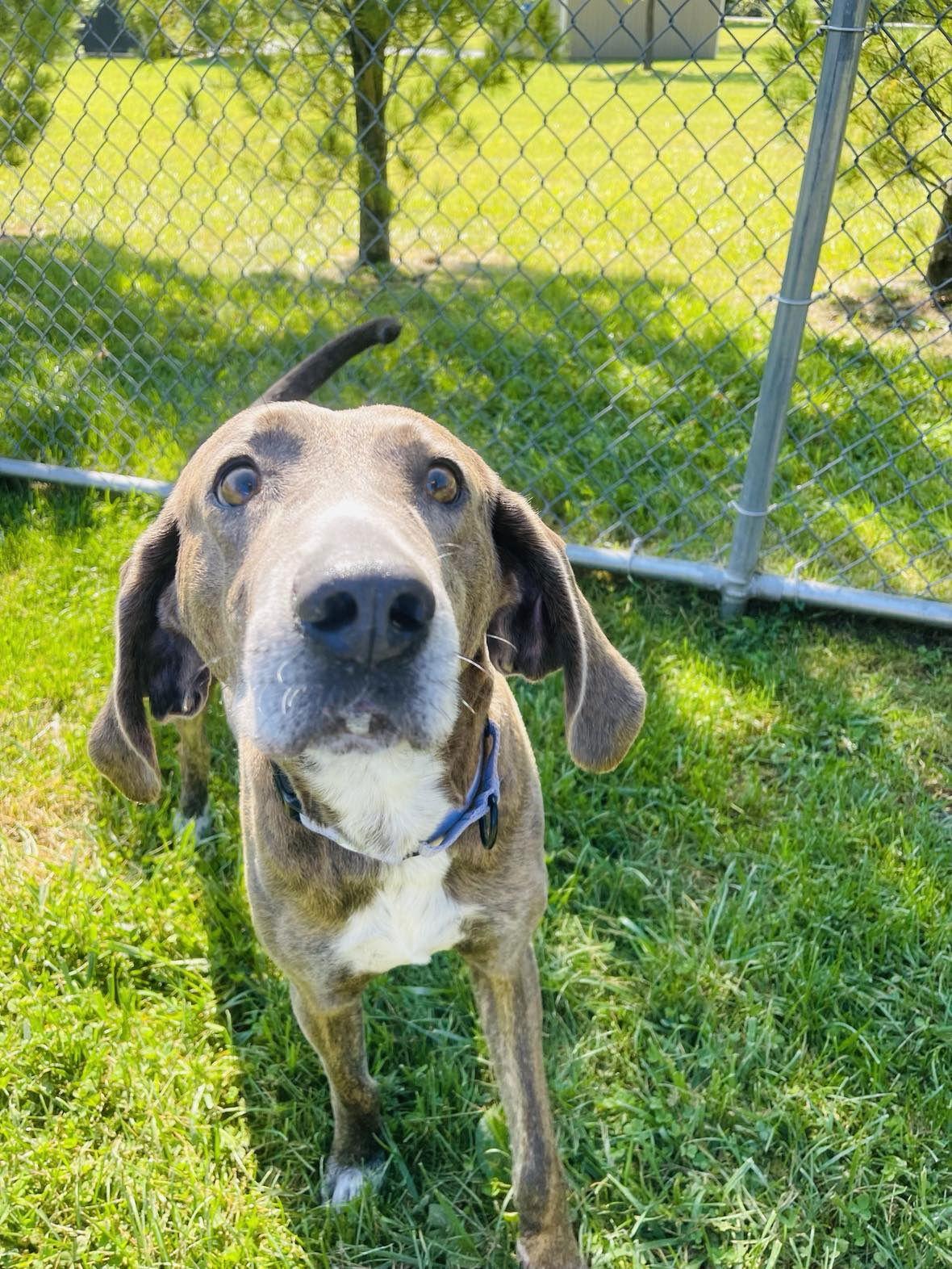 Enlarge Mace, a Adoptable Plott Hound in Arlington, VT image 3/3
