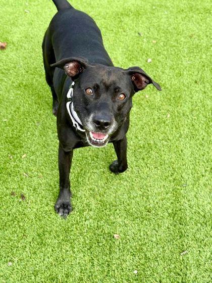 Sansa - 2, a Adoptable mixed breed in Daytona Beach, FL image 1/3