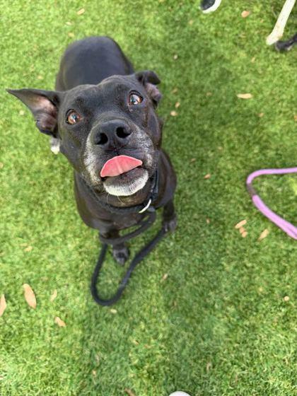 Sansa - 2, Adoptable, Adult Female Mixed Breed & Mixed Breed.