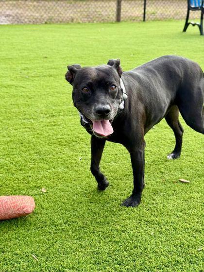 Sansa - 2, a Adoptable mixed breed in Daytona Beach, FL image 3/3