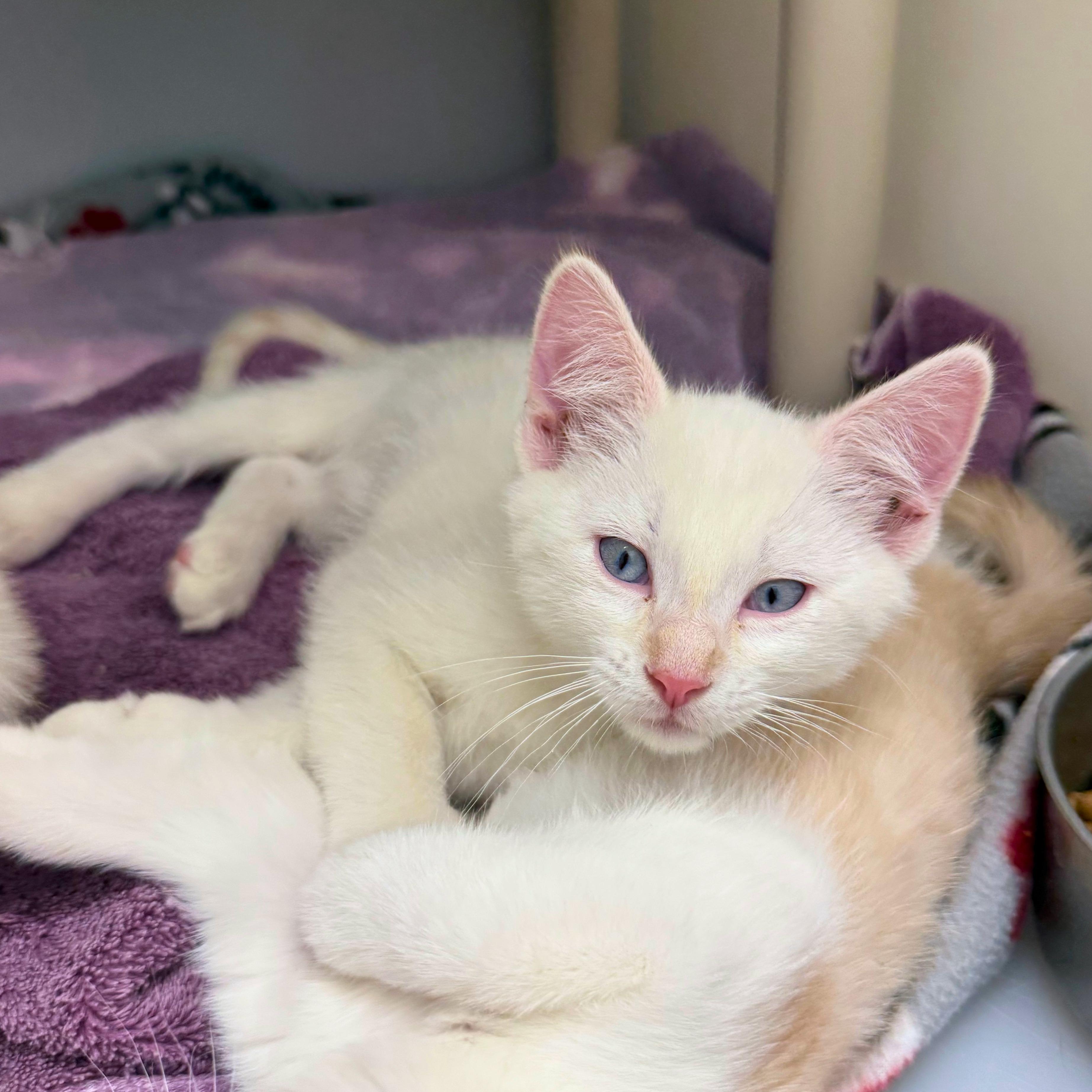 Dr. Strange, adopted, Kitten Male Domestic Short Hair.