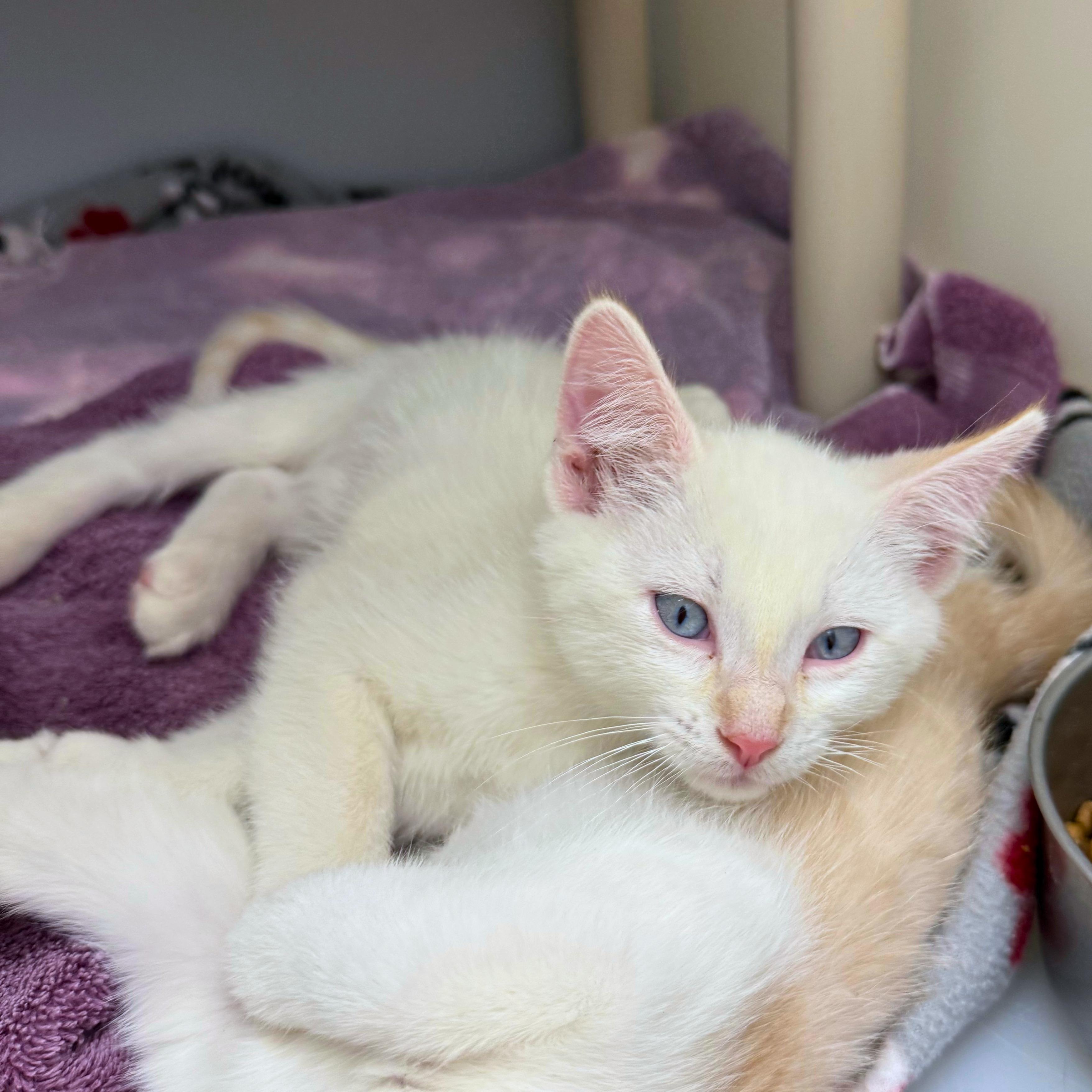 Dr. Strange, an adopted Domestic Short Hair in Ridgway, CO image 2/2