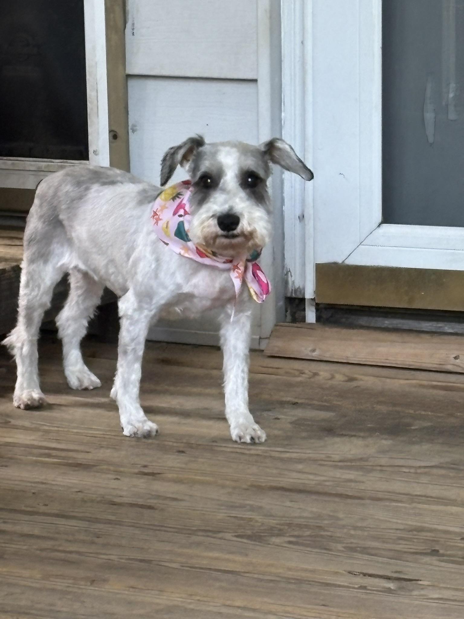 Enlarge Party Paula aka Dooby. ADOPTED, an adopted Miniature Schnauzer in Union Grove, WI image 1/4