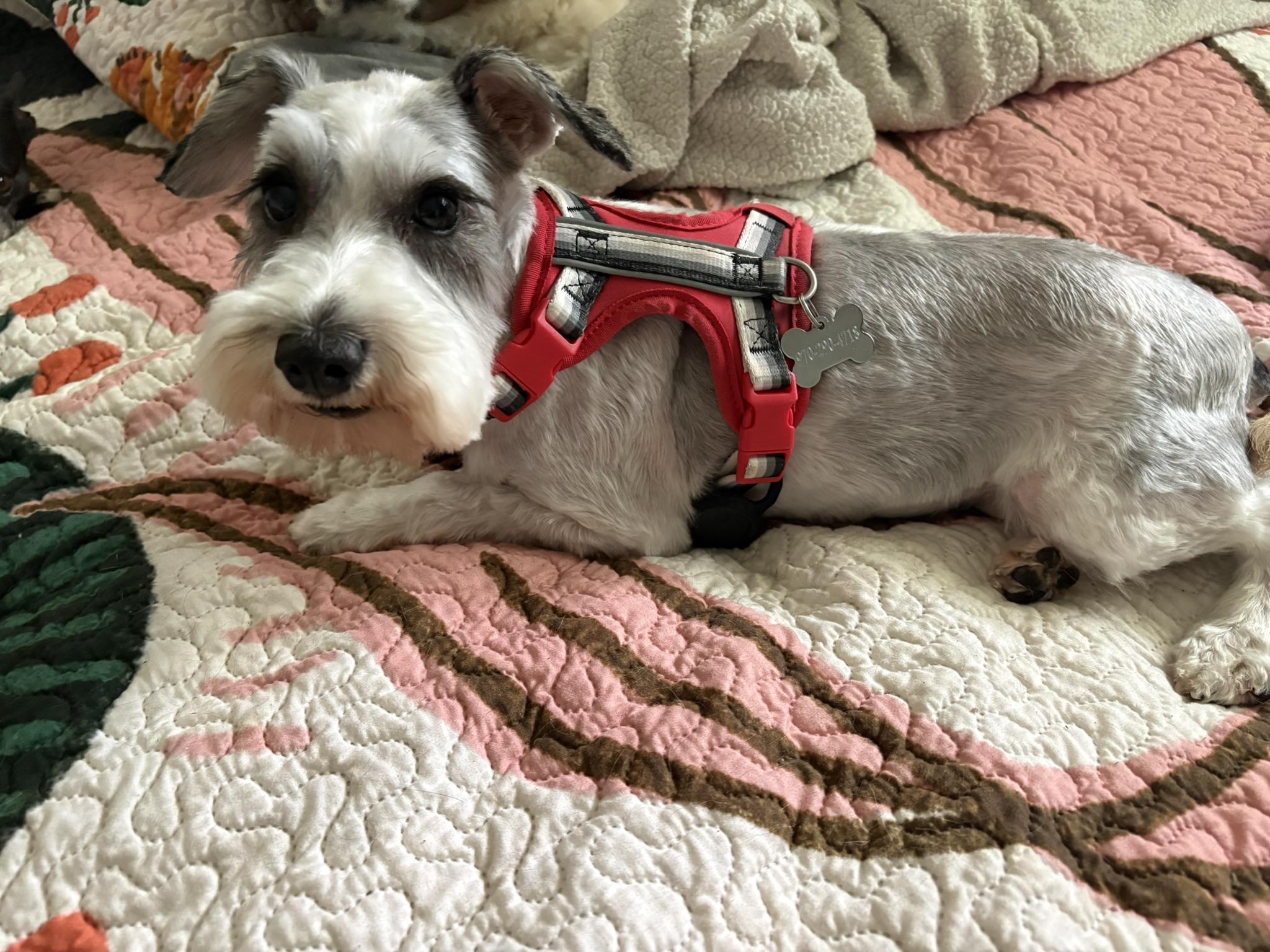 Enlarge Party Paula aka Dooby. ADOPTED, an adopted Miniature Schnauzer in Union Grove, WI image 2/4