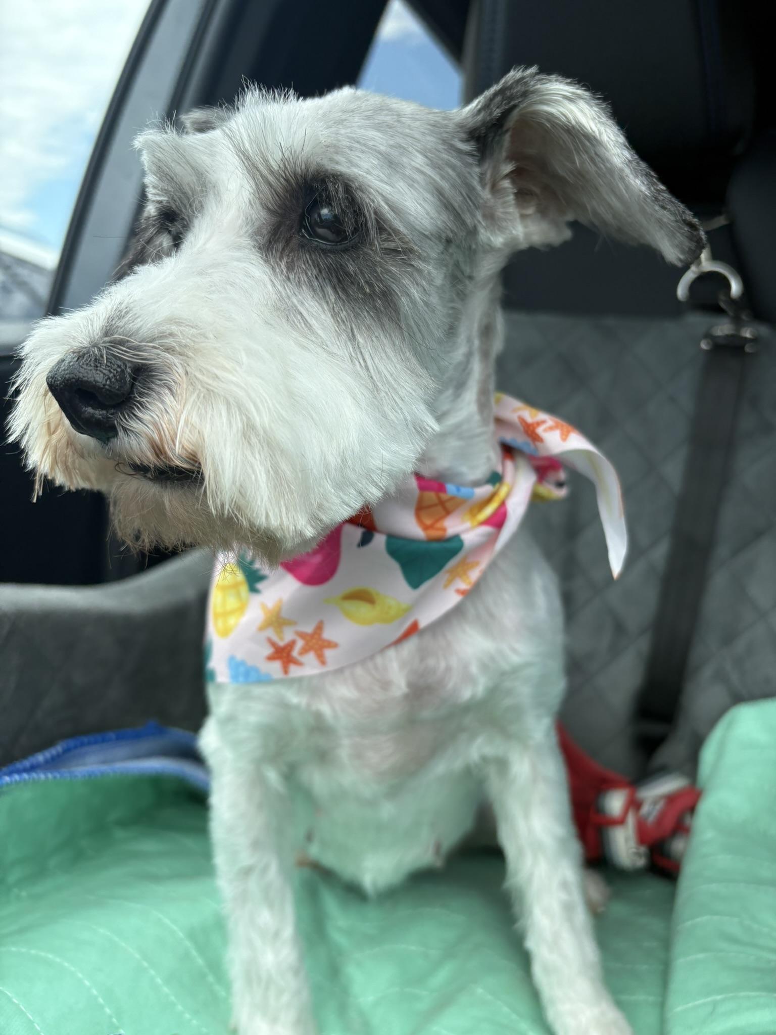 Enlarge Party Paula aka Dooby. ADOPTED, an adopted Miniature Schnauzer in Union Grove, WI image 3/4