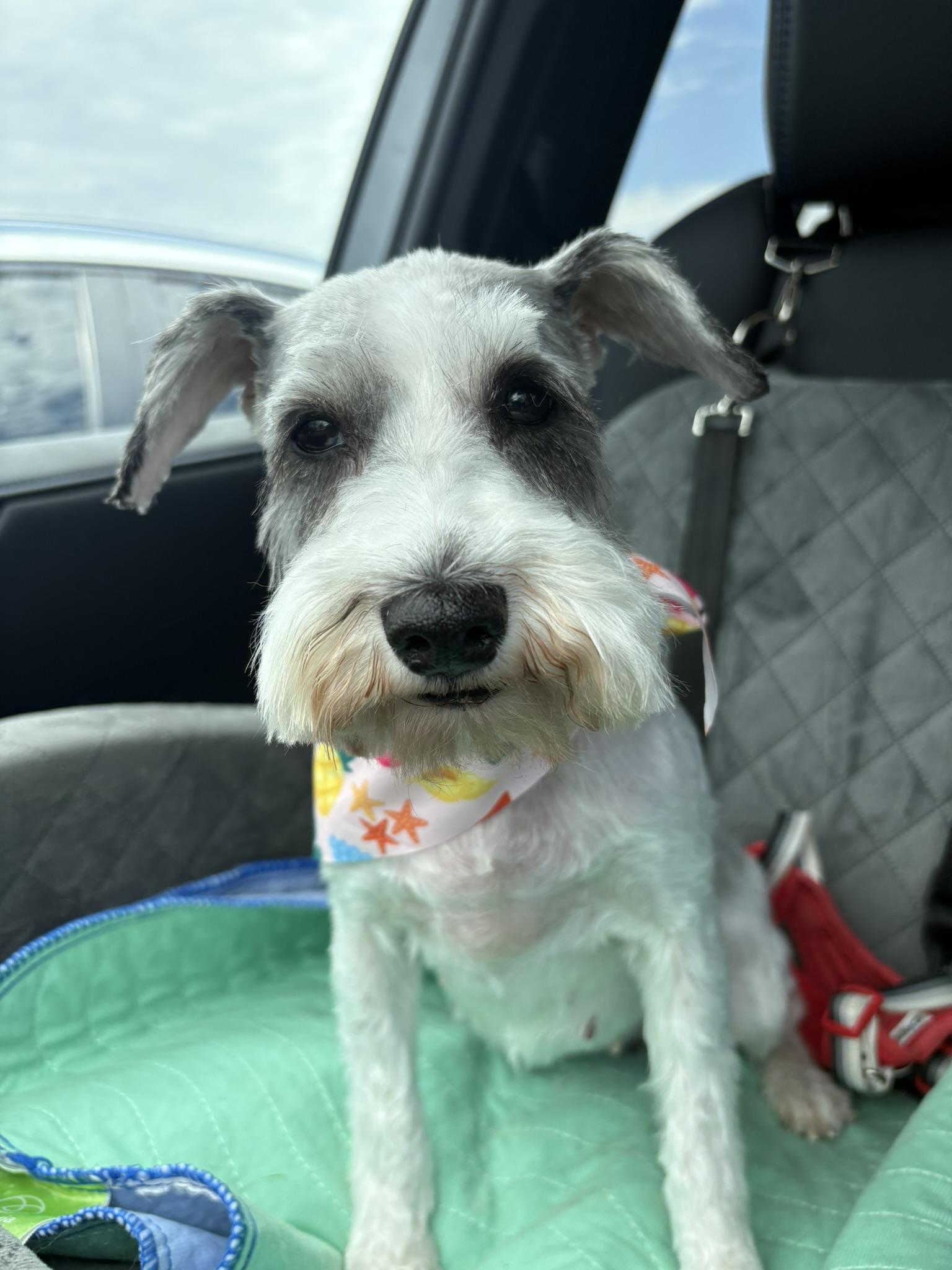 Enlarge Party Paula aka Dooby. ADOPTED, an adopted Miniature Schnauzer in Union Grove, WI image 4/4