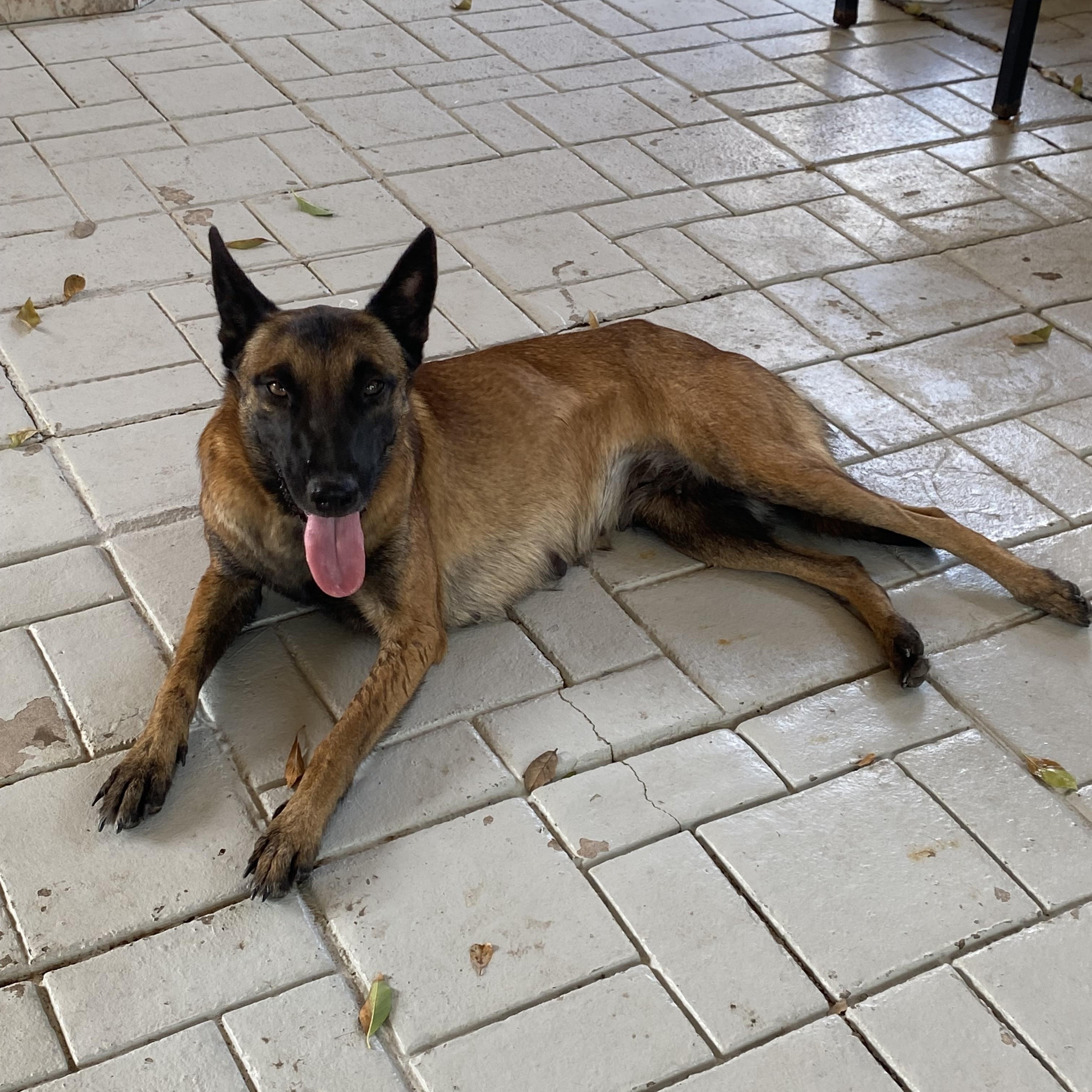 Enlarge Carmela, a Adoptable Belgian Shepherd / Malinois in Cheyenne, WY image 5/6