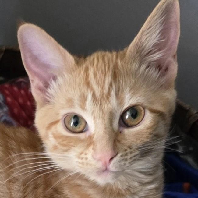 Enlarge Wander, a Adoptable mixed breed in Buhl, ID image 1/3