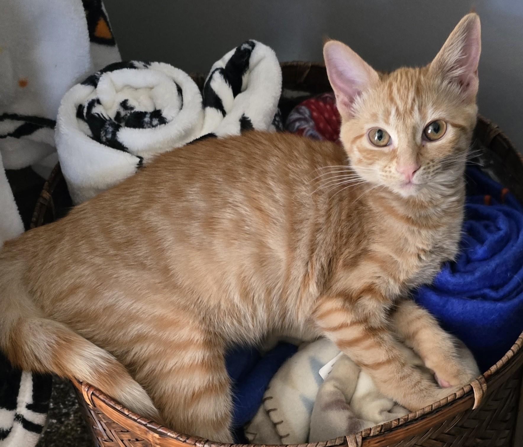 Enlarge Wander, a Adoptable mixed breed in Buhl, ID image 2/3