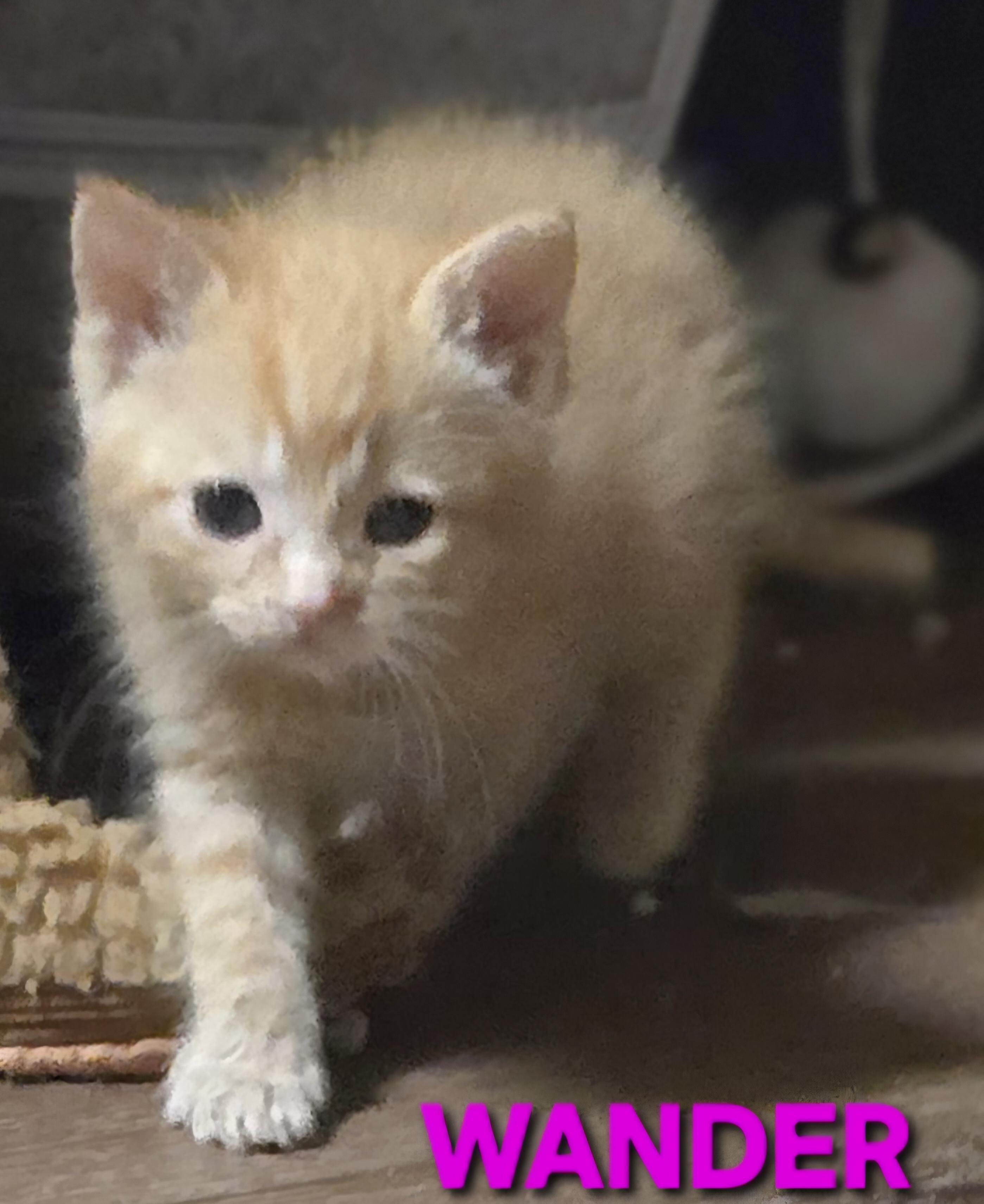 Enlarge Wander, a Adoptable mixed breed in Buhl, ID image 3/3