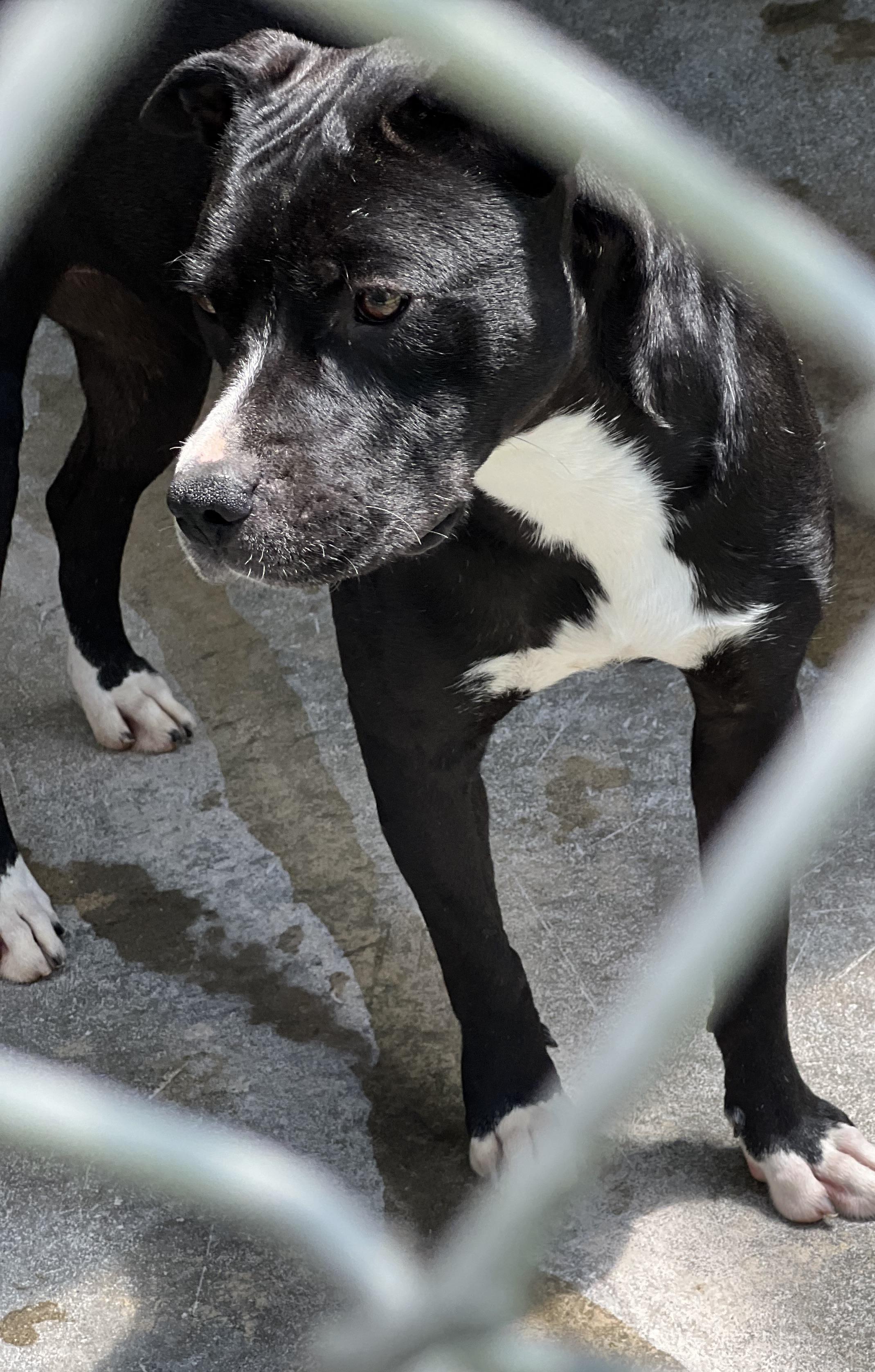 Enlarge Shane, a Adoptable mixed breed in New Windsor, NY image 1/2