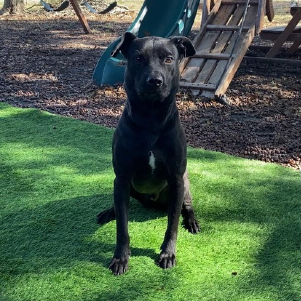 Enlarge Buster, a Adoptable mixed breed in Plano, TX image 1/6