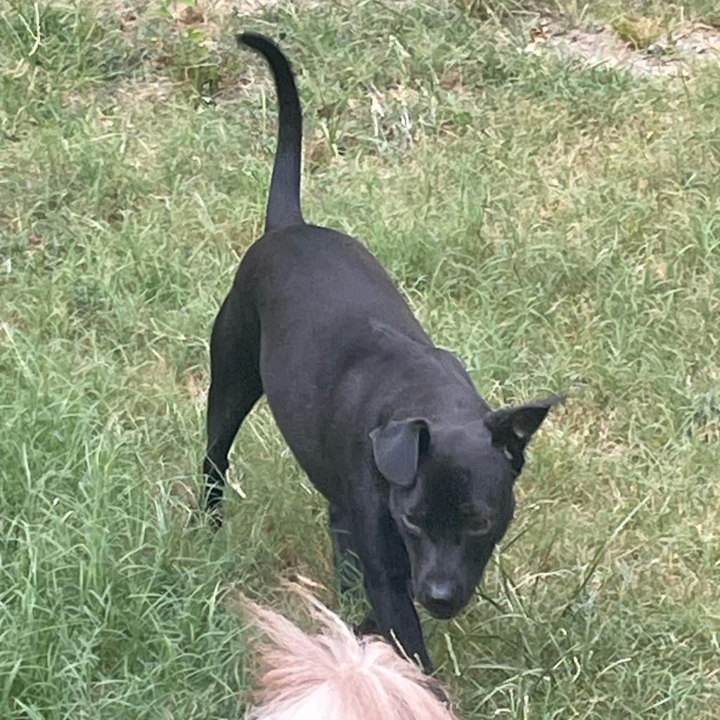 Enlarge Buster, a Adoptable mixed breed in Plano, TX image 2/6