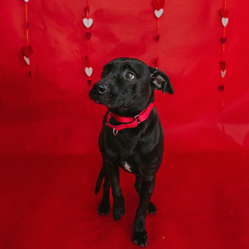 Enlarge Buster, a Adoptable mixed breed in Plano, TX image 3/6