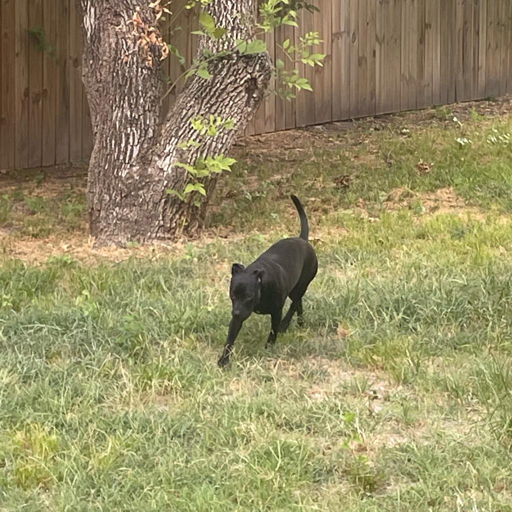 Enlarge Buster, a Adoptable mixed breed in Plano, TX image 3/6