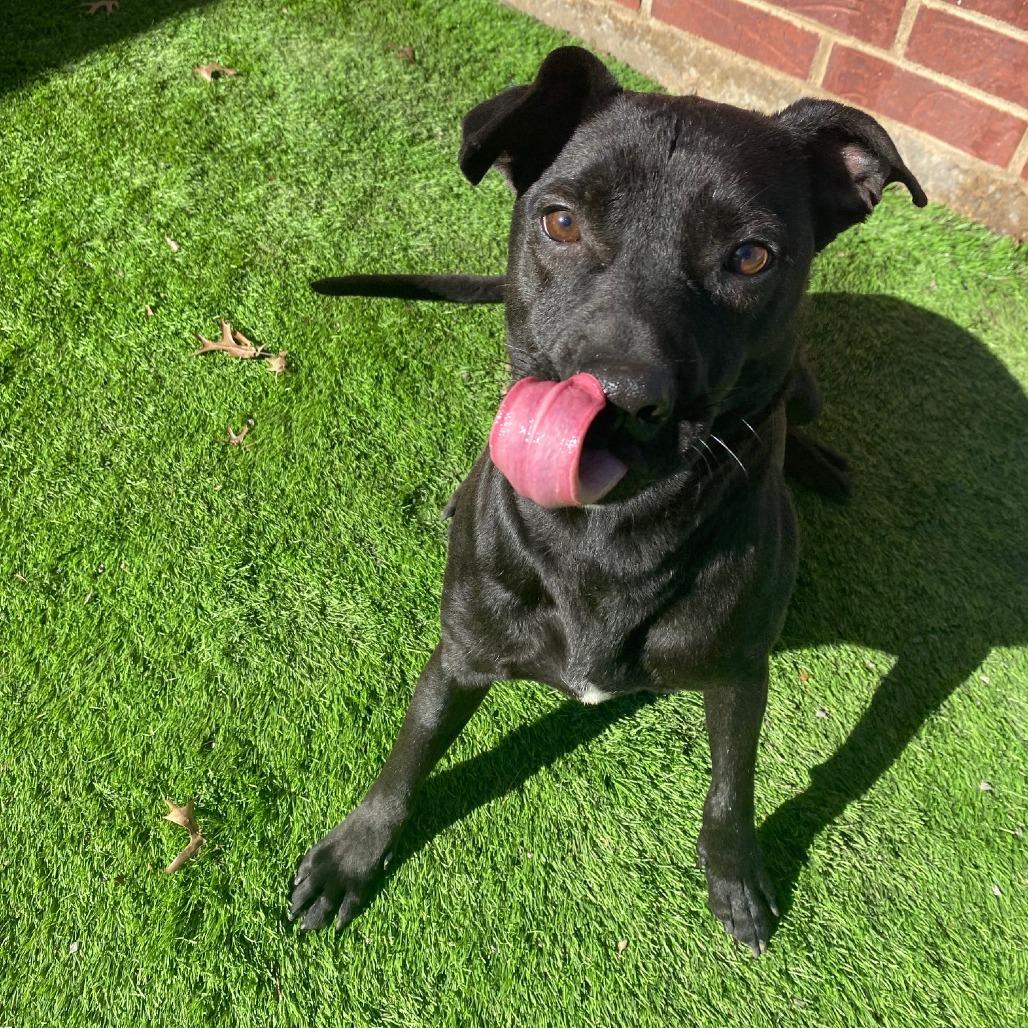 Enlarge Buster, a Adoptable mixed breed in Plano, TX image 4/6