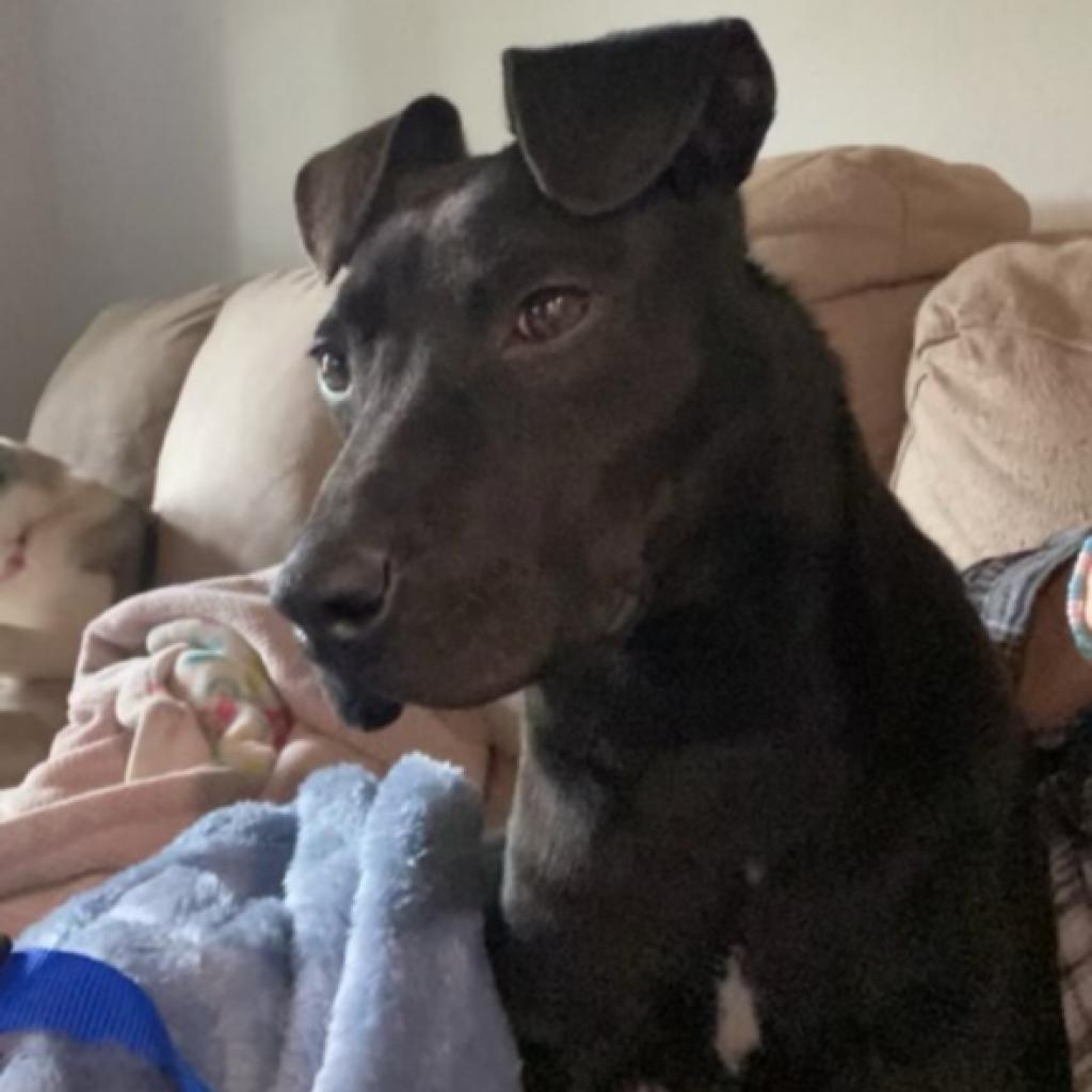 Enlarge Buster, a Adoptable mixed breed in Plano, TX image 5/6