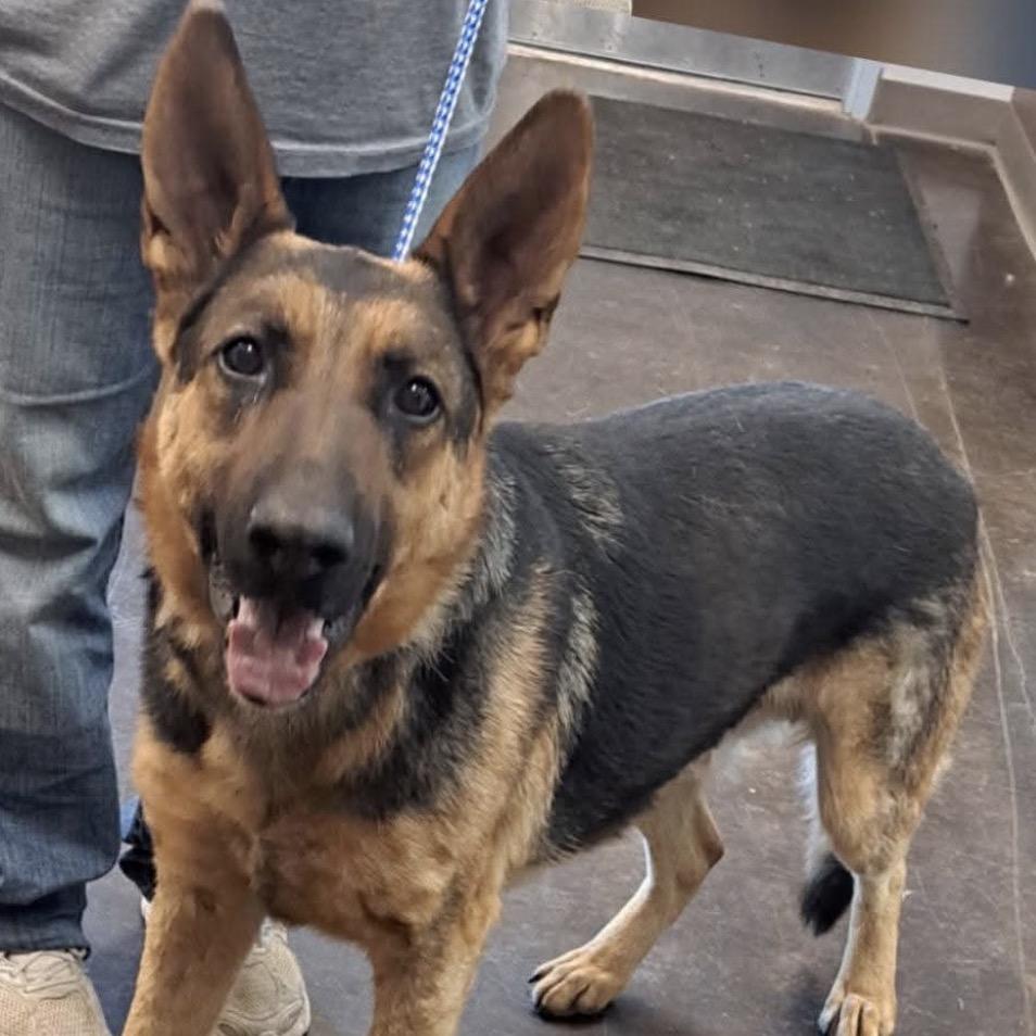 Die Hard Zeus Carver, Adoptable, Adult Male German Shepherd Dog.