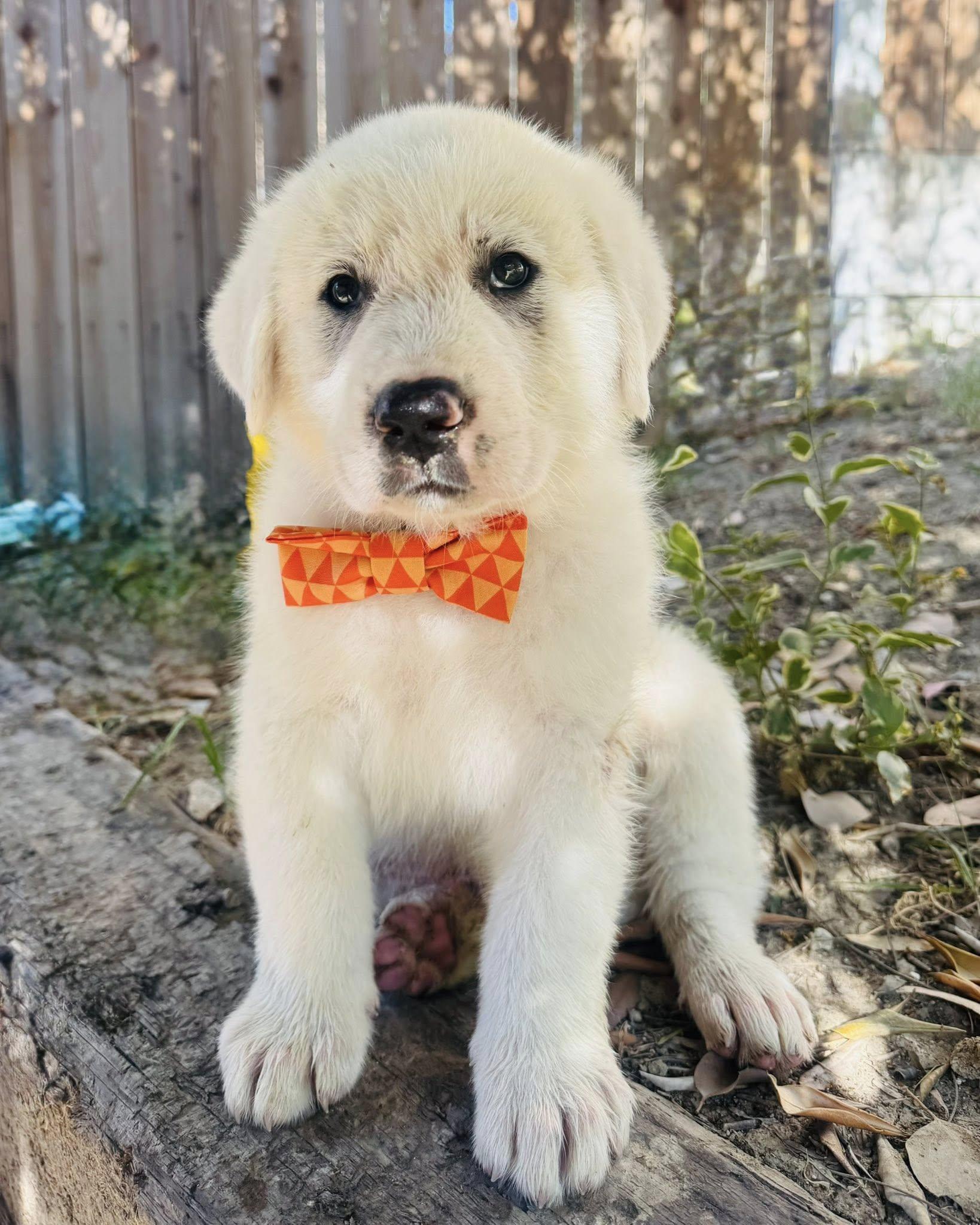 Yeti, an adopted mixed breed in Agua Dulce, CA image 3/3