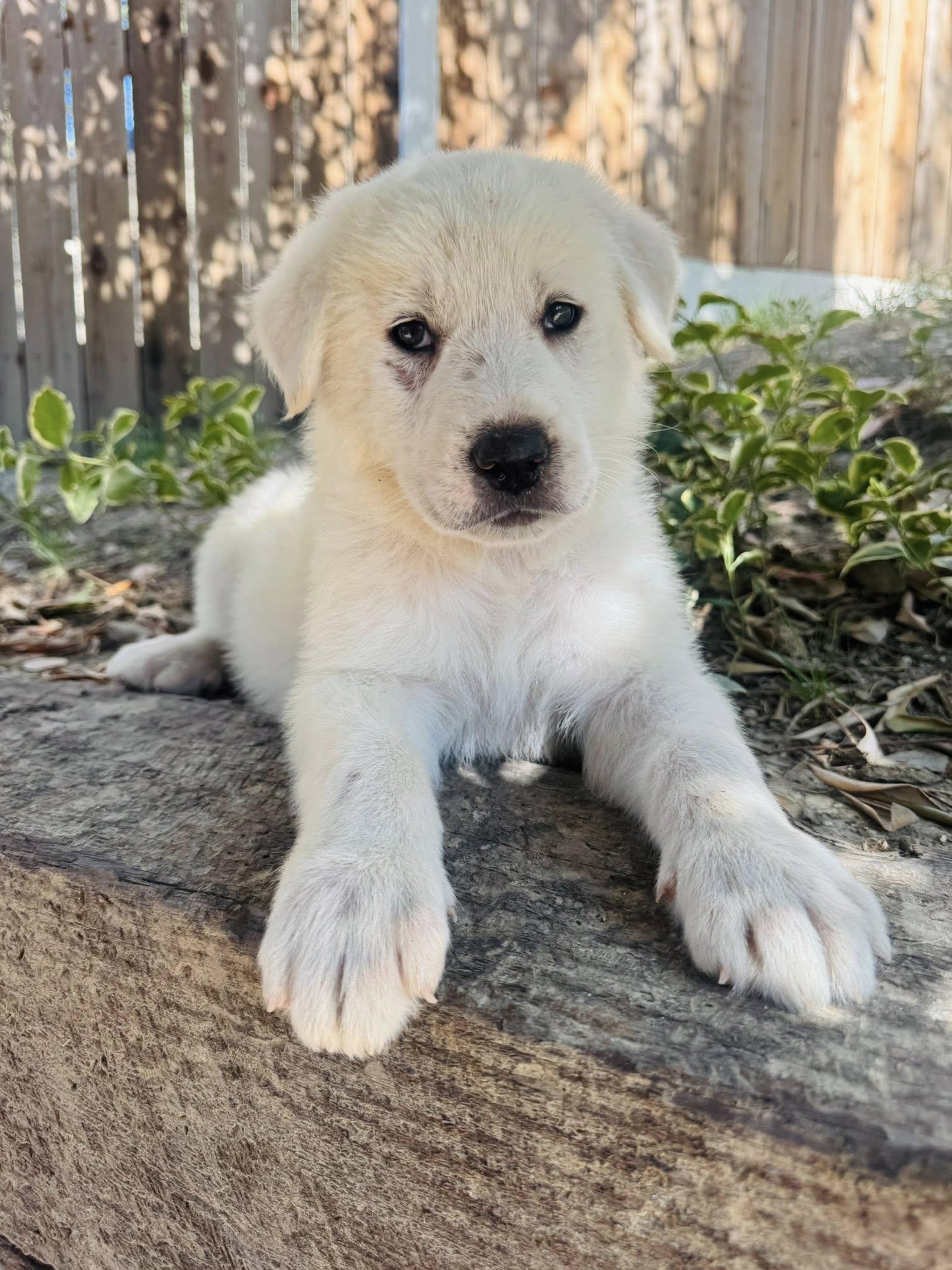 Yeti, an adopted mixed breed in Agua Dulce, CA image 2/3