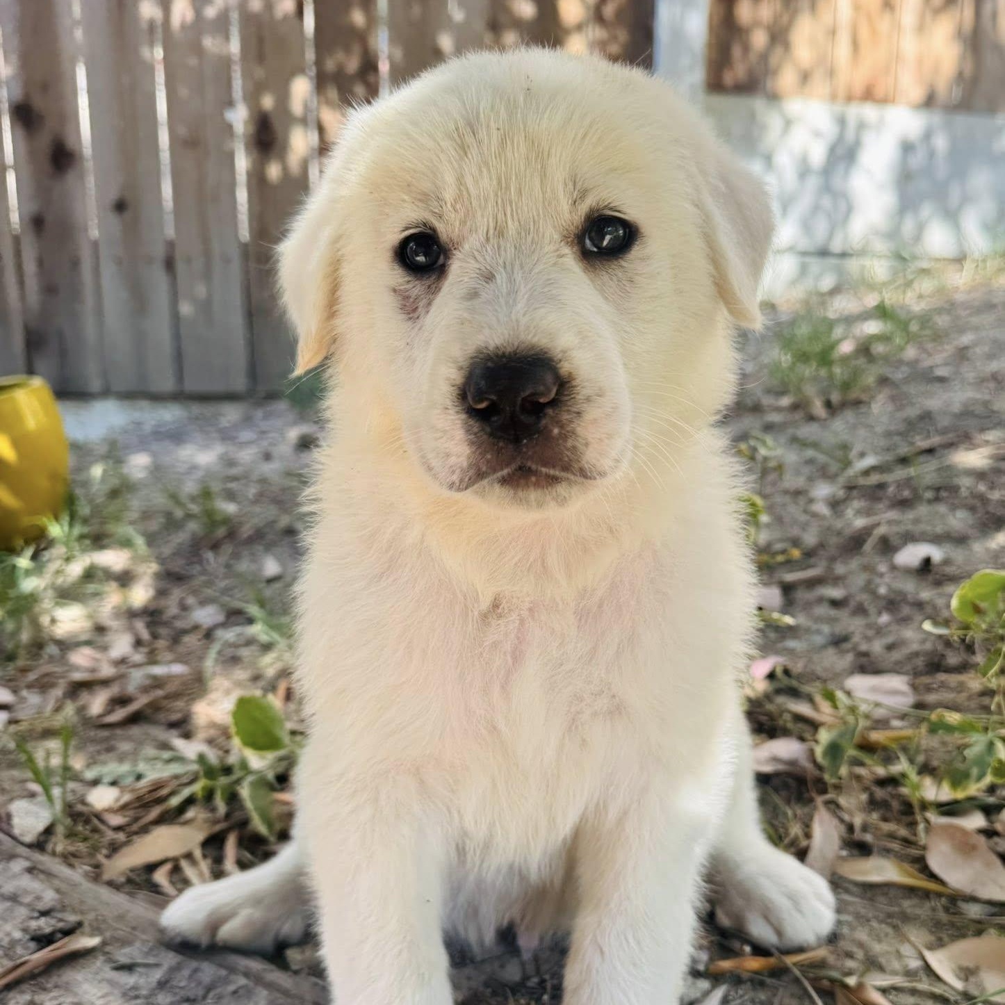 Yeti, an adopted mixed breed in Agua Dulce, CA image 1/3