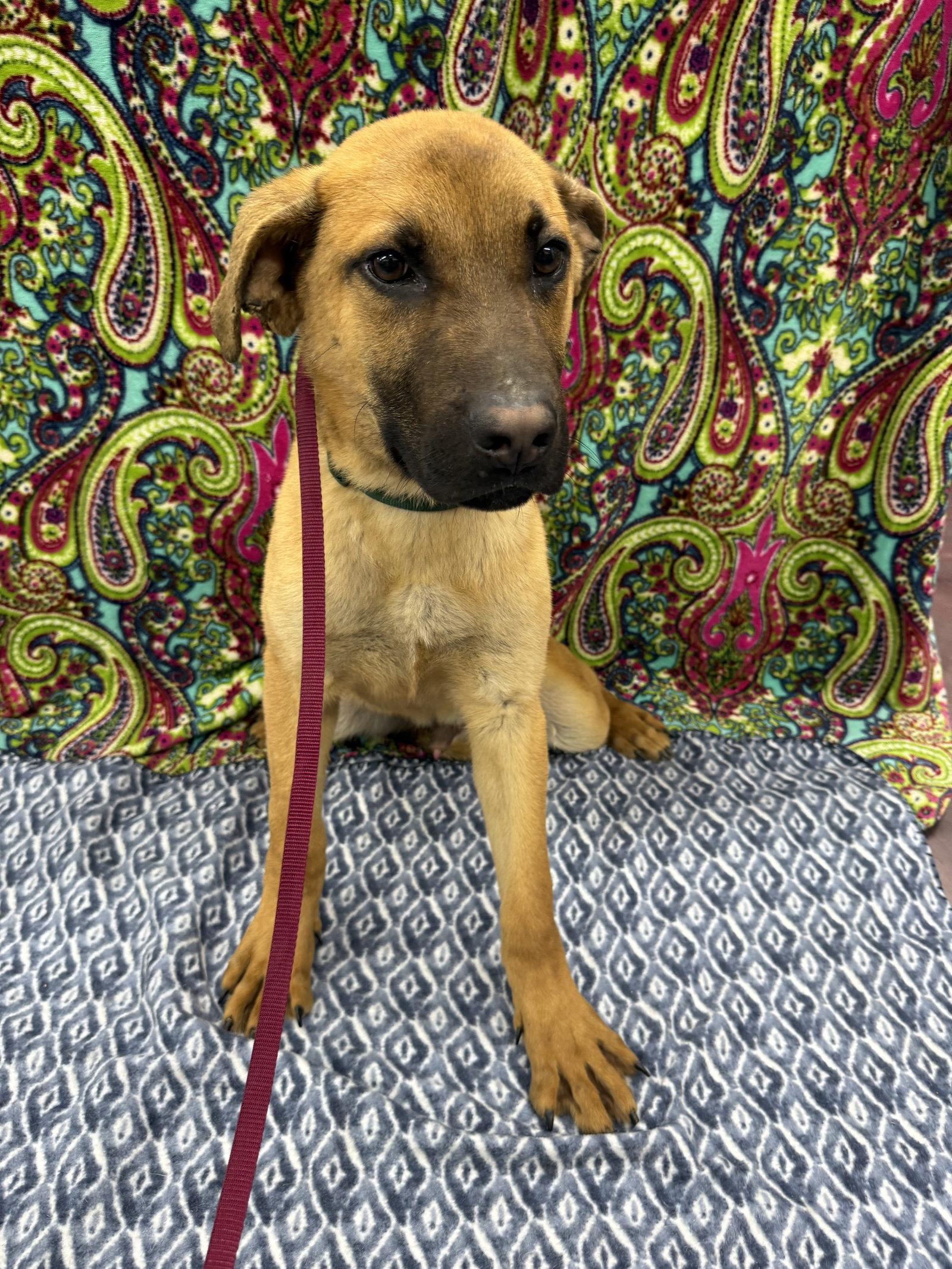 Zing, Adoptable, Young Male Shepherd.