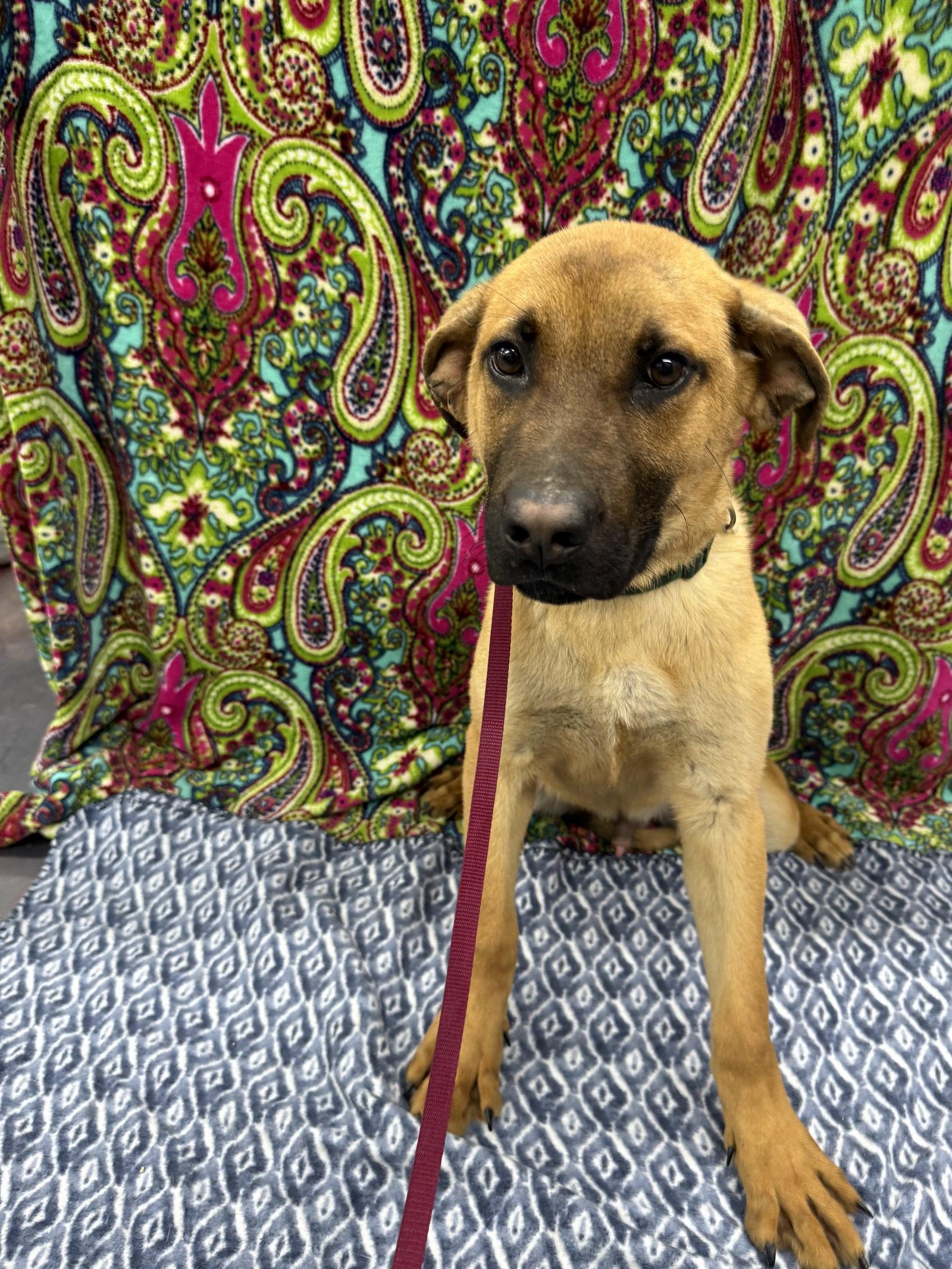 Enlarge Zing, a Adoptable Shepherd in Corning, AR image 2/3