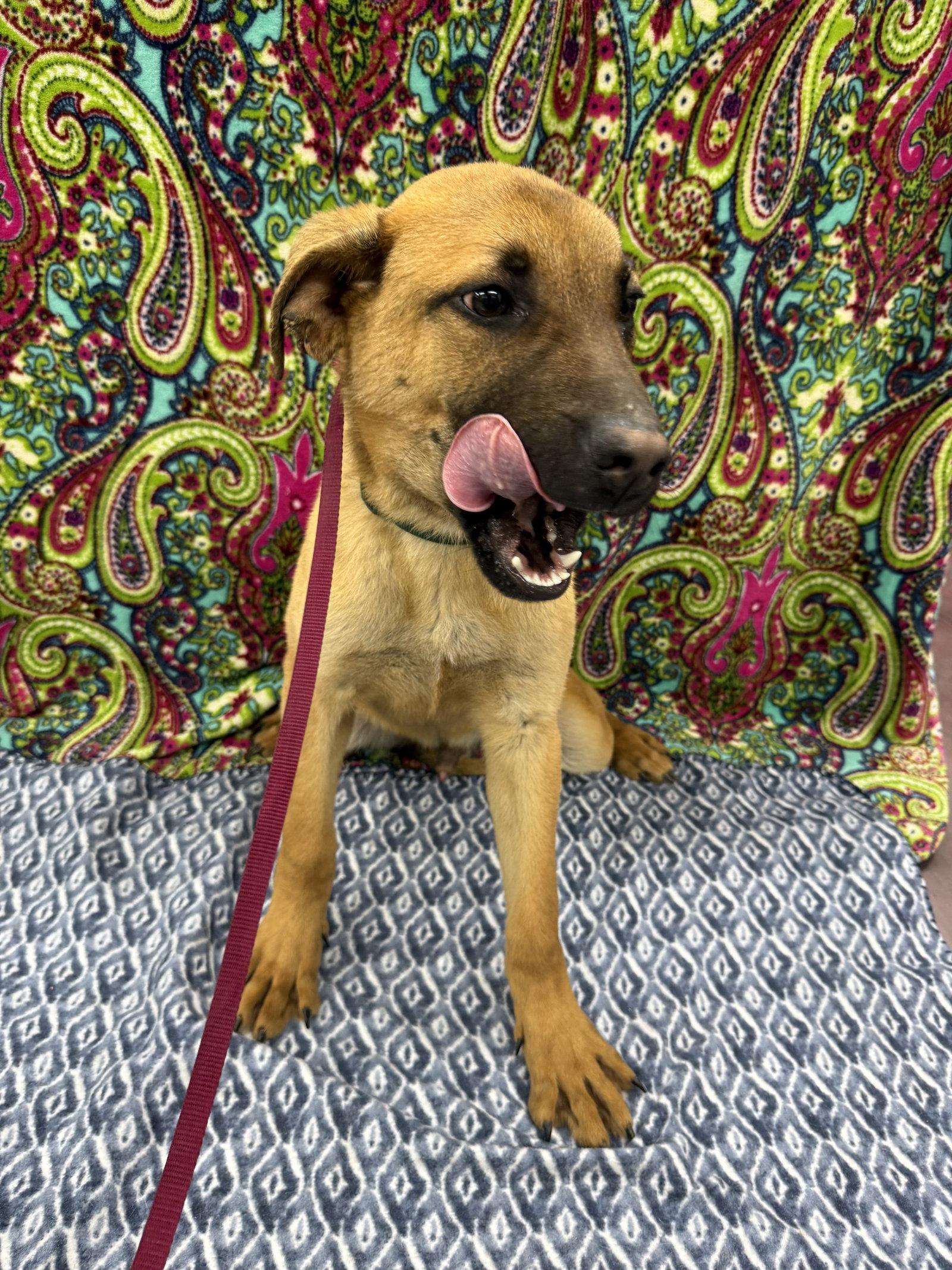 Enlarge Zing, a Adoptable Shepherd in Corning, AR image 3/3