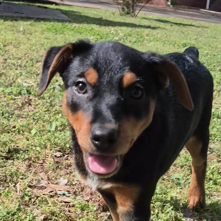 Cricket, adopted, Puppy Male Mixed Breed & Australian Cattle Dog / Blue Heeler.
