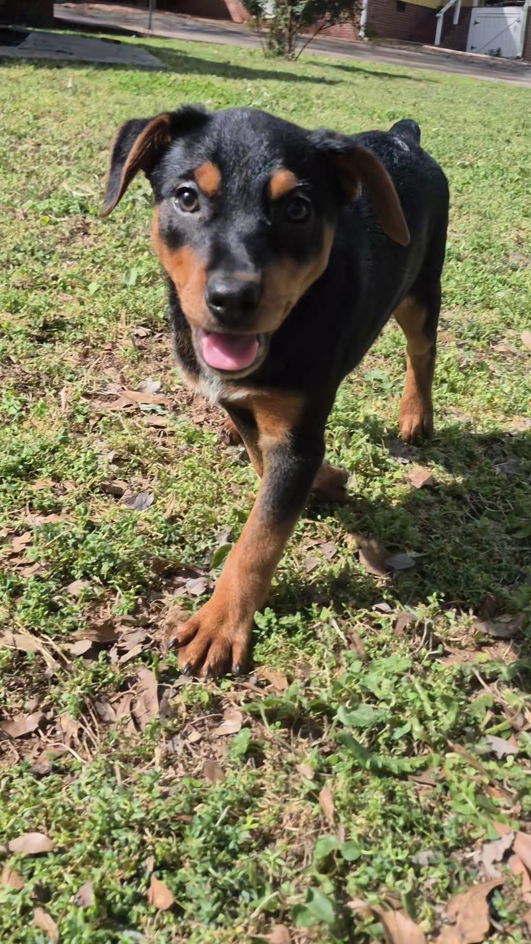 Enlarge Cricket, an adopted mixed breed in South Portland, ME image 2/2