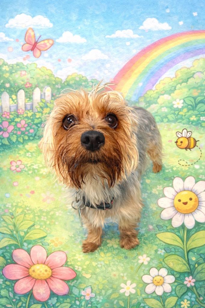 Louie, Adoptable, Adult Male Yorkshire Terrier.