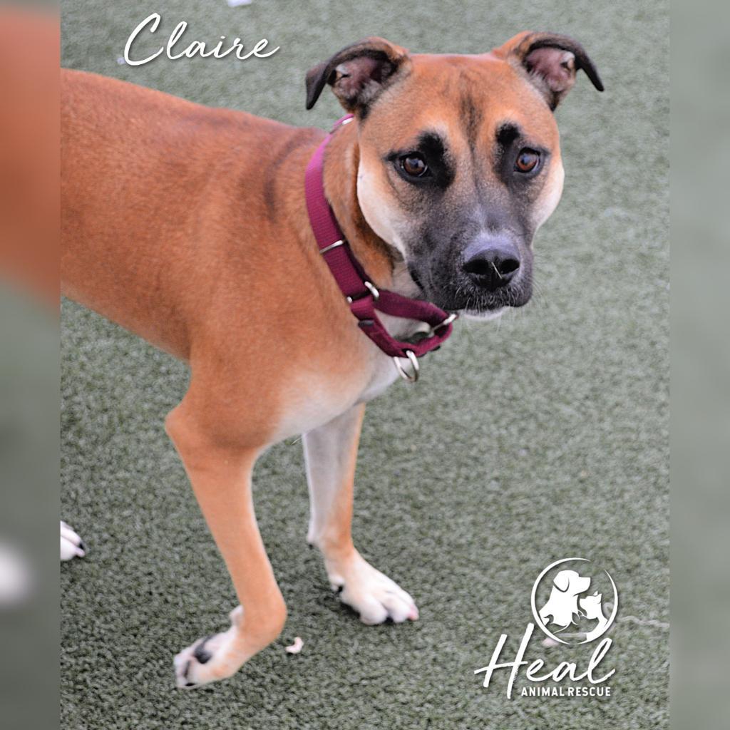Claire, Adoptable, Adult Female Terrier.
