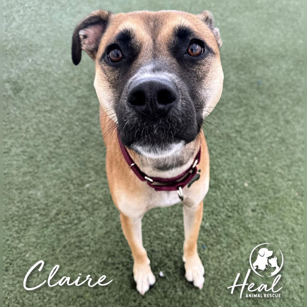 Claire, a Adoptable Terrier in Youngwood, PA image 2/3