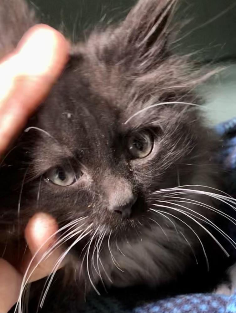 Quincy, Adopted, Kitten Male Maine Coon & Domestic Long Hair.