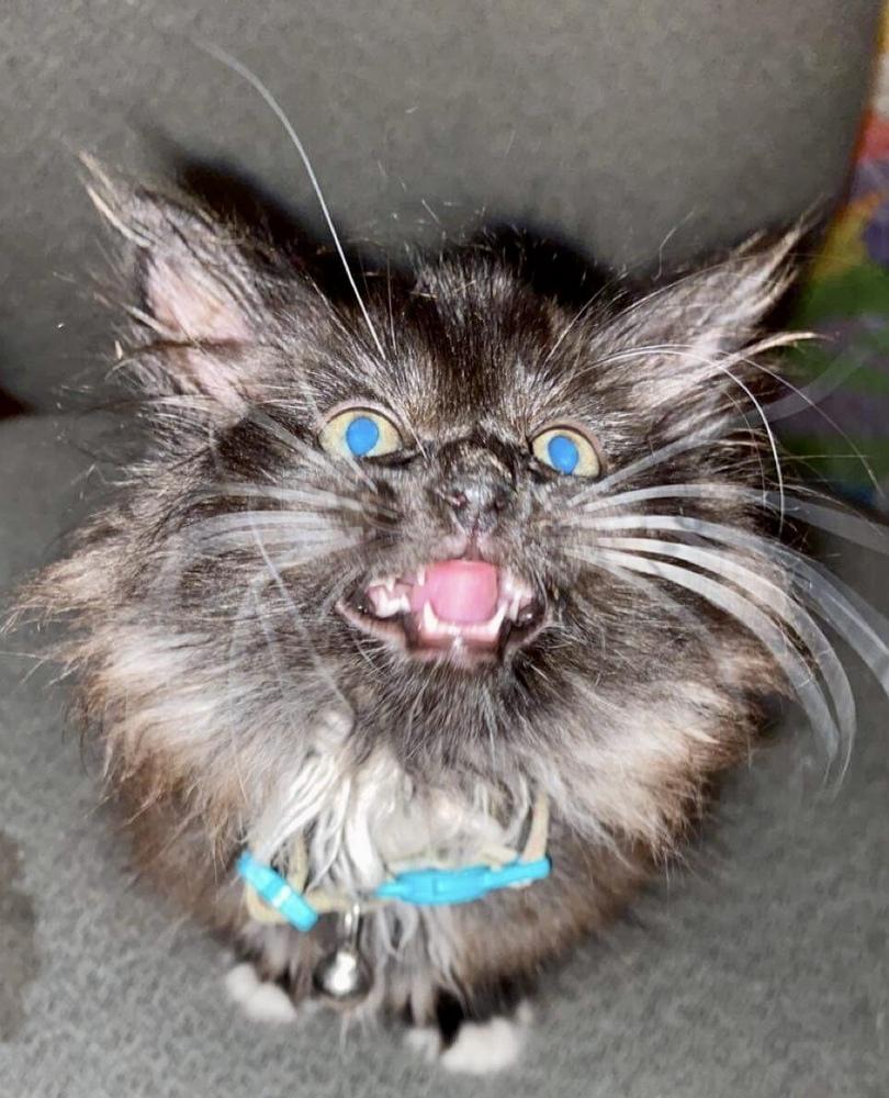 Enlarge Quincy, a Adopted mixed breed in Franklin, WV image 2/6