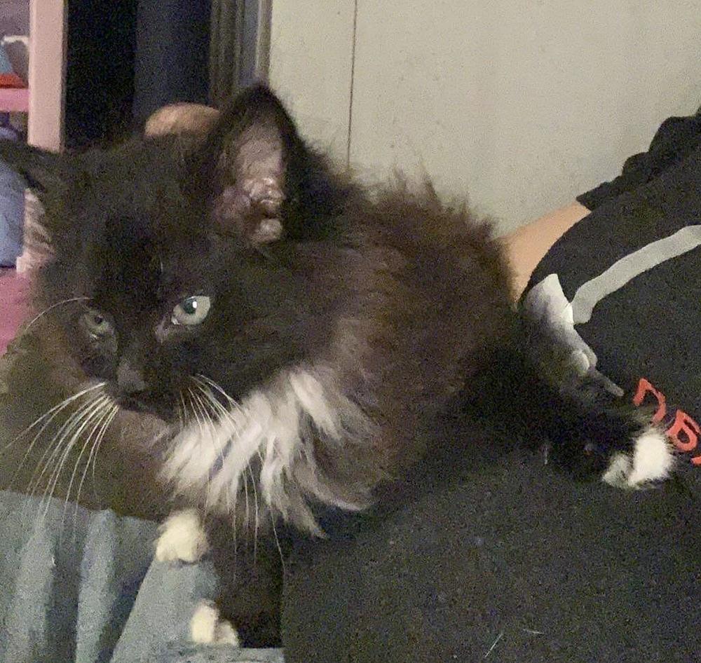 Enlarge Quincy, a Adopted mixed breed in Franklin, WV image 3/6