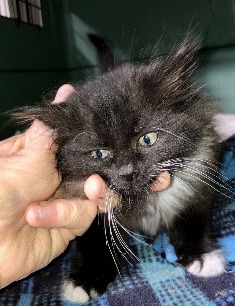 Enlarge Quincy, a Adopted mixed breed in Franklin, WV image 4/6