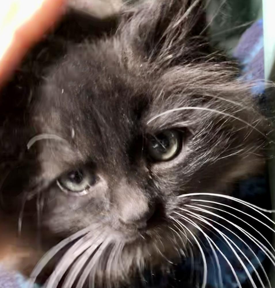 Enlarge Quincy, a Adopted mixed breed in Franklin, WV image 5/6