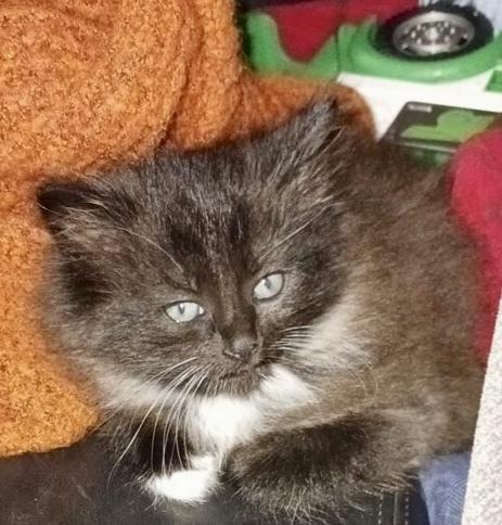 Enlarge Quincy, a Adopted mixed breed in Franklin, WV image 6/6