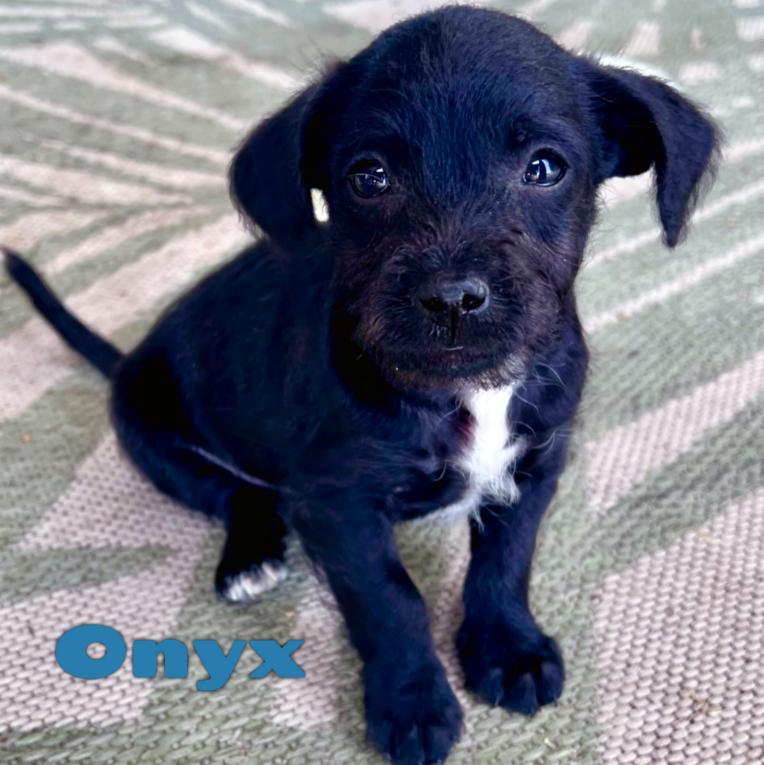 Onyx, adopted, Puppy Male Chihuahua & Miniature Poodle.
