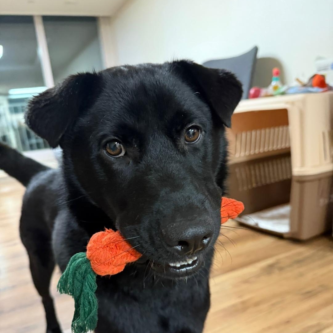 Kam , a Adoptable mixed breed in West Hartford , CT image 1/6