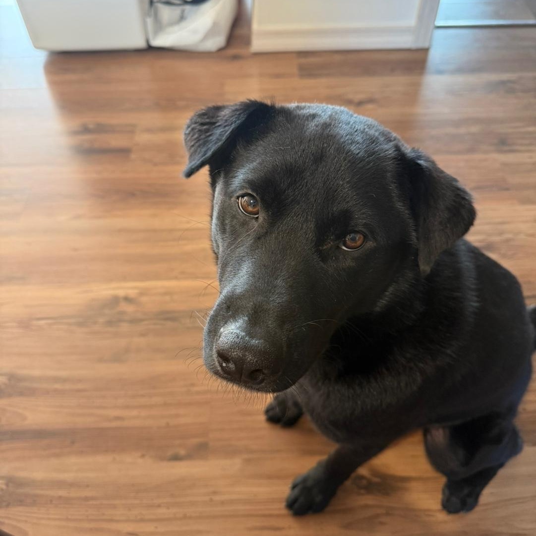 Kam , a Adoptable mixed breed in West Hartford , CT image 4/6