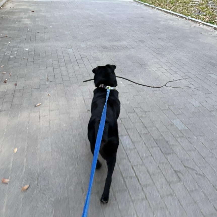 Kam , a Adoptable mixed breed in West Hartford , CT image 5/6