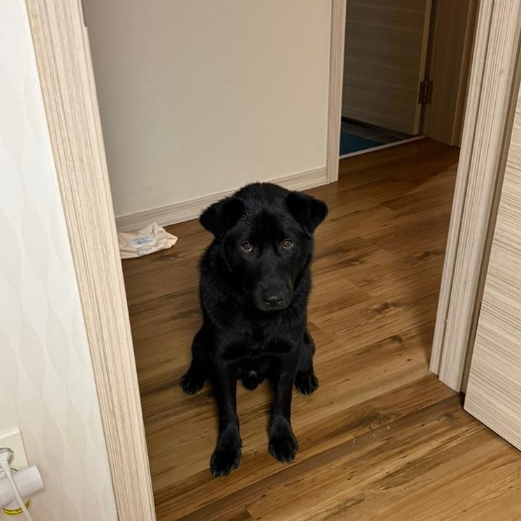 Kam , a Adoptable mixed breed in West Hartford , CT image 2/6