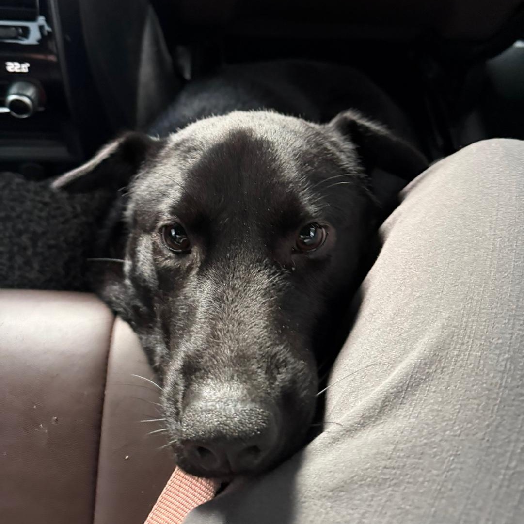 Kam , a Adoptable mixed breed in West Hartford , CT image 3/6