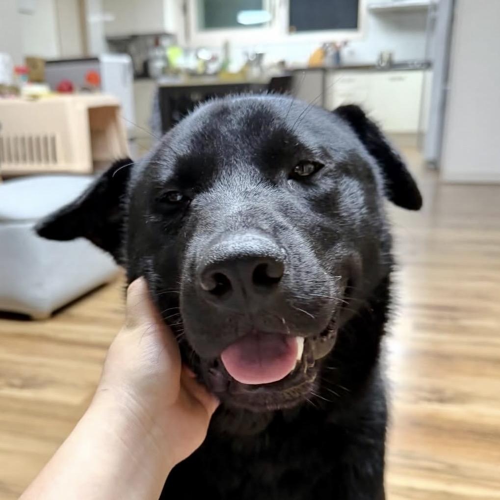 Kam , a Adoptable mixed breed in West Hartford , CT image 6/6