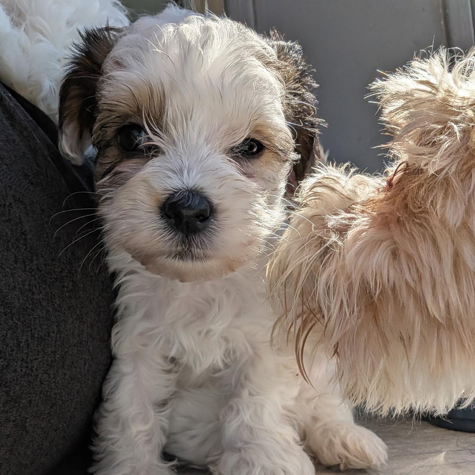 Crunch, adopted, Puppy Female Maltese & Miniature Schnauzer.