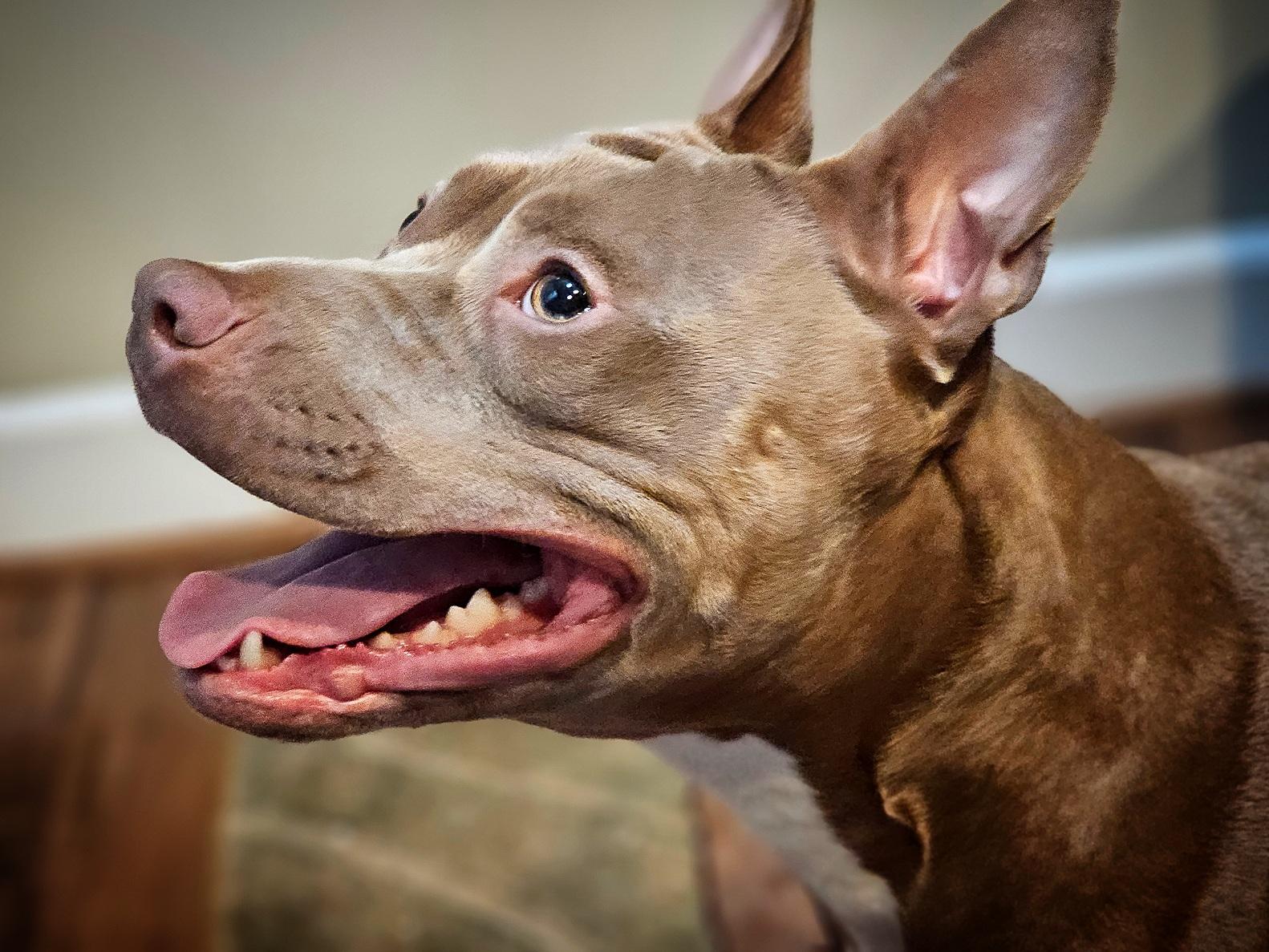 Penelope, an adopted mixed breed in San Jose, CA image 1/6